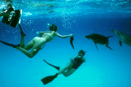 Hablarian con los delfines