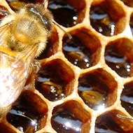 Las abejas