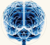 Cerebro